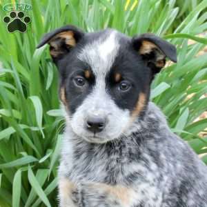 Marley, Blue Heeler – Australian Cattle Dog Puppy