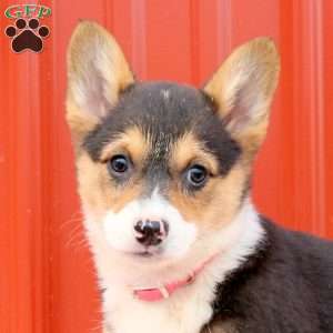 Marley, Pembroke Welsh Corgi Puppy