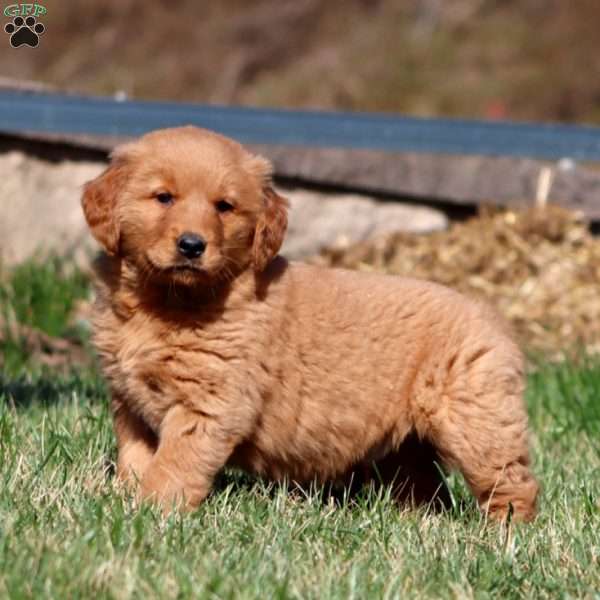 Marlin, Golden Retriever Puppy