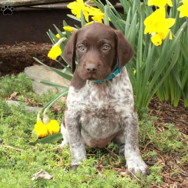 Marnie, German Shorthaired Pointer Puppy