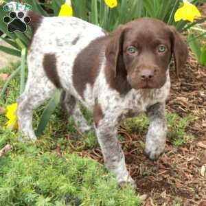 Marnie, German Shorthaired Pointer Puppy