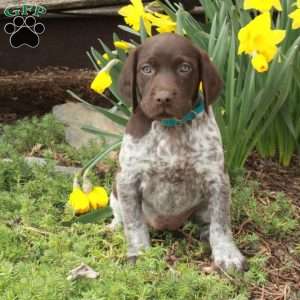 Marnie, German Shorthaired Pointer Puppy