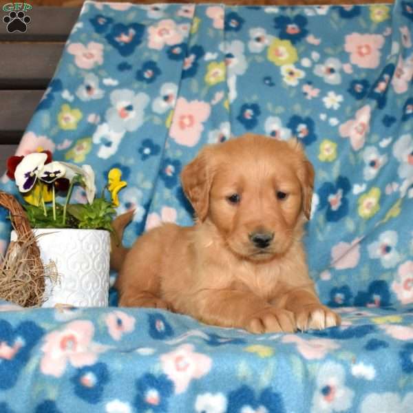Marshall, Golden Retriever Puppy