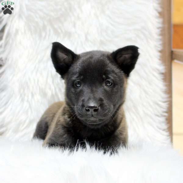Marshall, Belgian Malinois Puppy