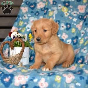 Marshall, Golden Retriever Puppy