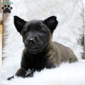 Marshall, Belgian Malinois Puppy