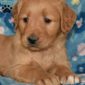 Marshall, Golden Retriever Puppy