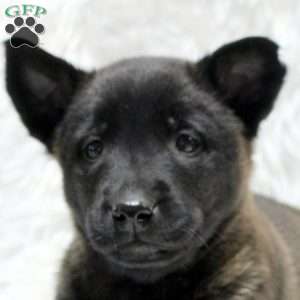 Marshall, Belgian Malinois Puppy