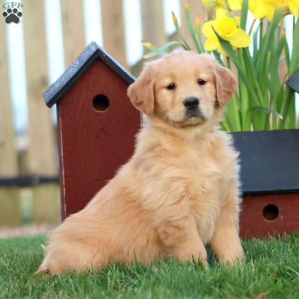 Marshmellow, Golden Retriever Puppy