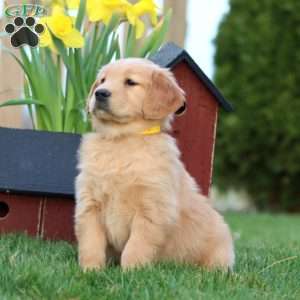 Marshmellow, Golden Retriever Puppy