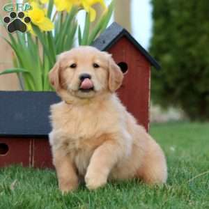 Marshmellow, Golden Retriever Puppy