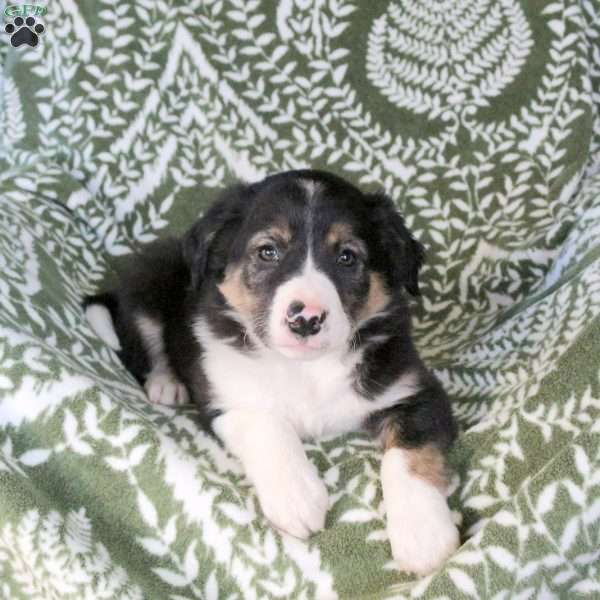 Marty, Border Collie Puppy