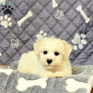 Marty, Bichon Frise Puppy