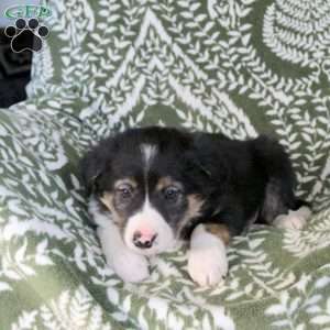 Marty, Border Collie Puppy