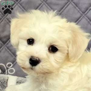 Marty, Bichon Frise Puppy