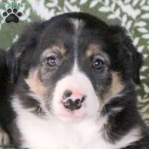 Marty, Border Collie Puppy
