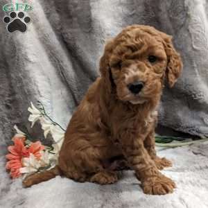 Marty, Mini Goldendoodle Puppy