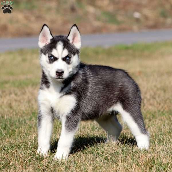 Mary, Siberian Husky Puppy