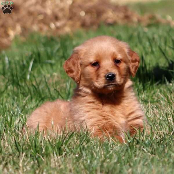 Mary, Golden Retriever Puppy