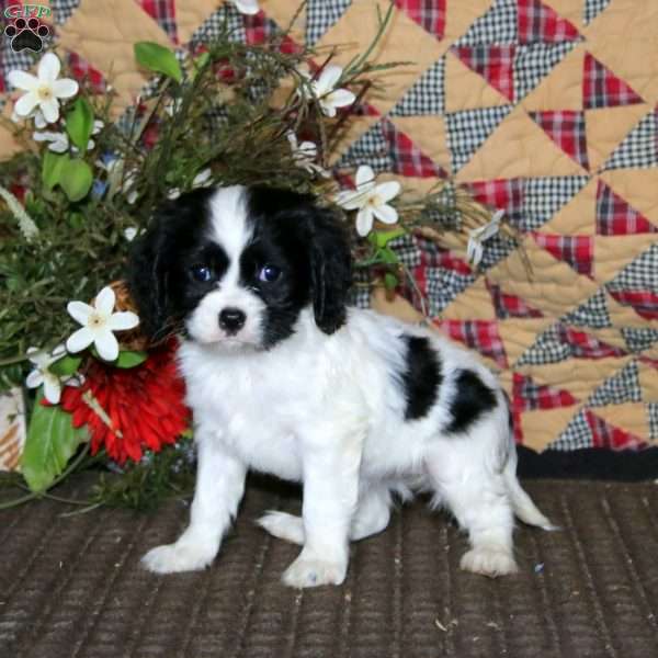 Mary, Cockalier Puppy