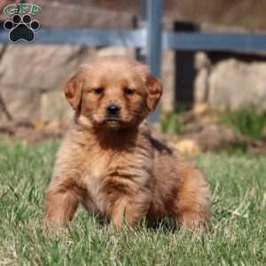Mary, Golden Retriever Puppy