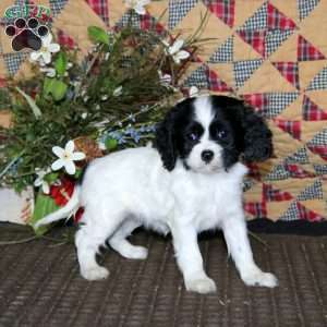 Mary, Cockalier Puppy