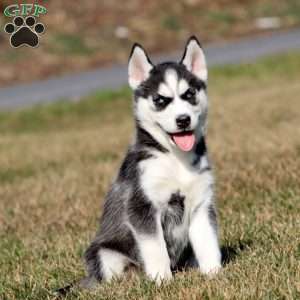 Mary, Siberian Husky Puppy