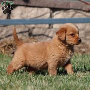 Mary, Golden Retriever Puppy