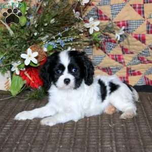 Mary, Cockalier Puppy