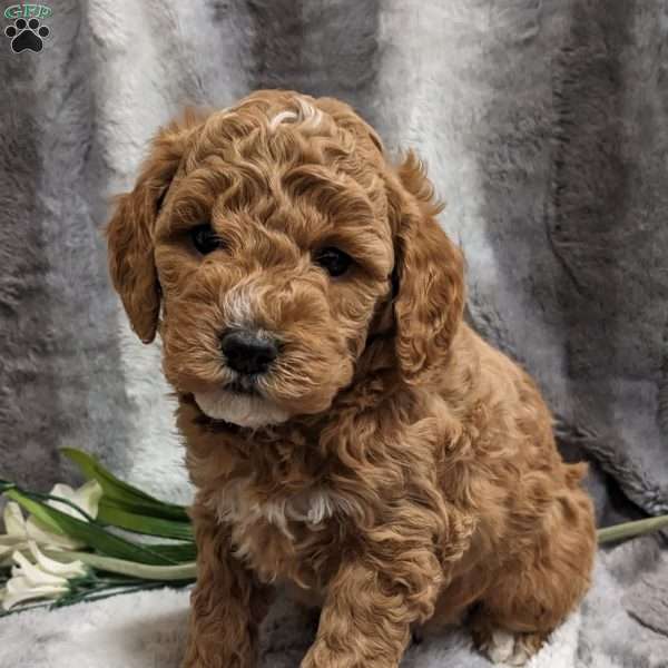 Mary, Mini Goldendoodle Puppy