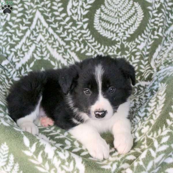 Mason, Border Collie Puppy