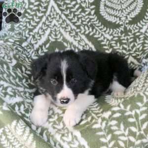 Mason, Border Collie Puppy