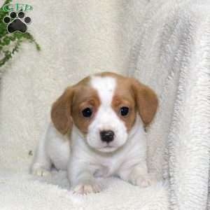 Mason, Jack Russell Mix Puppy