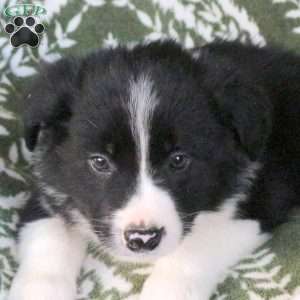 Mason, Border Collie Puppy