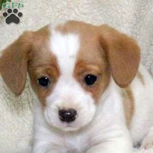 Mason, Jack Russell Mix Puppy