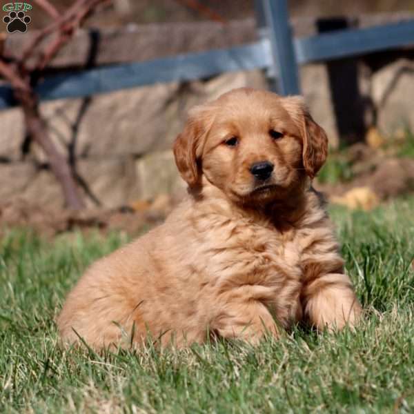 Mason, Golden Retriever Puppy