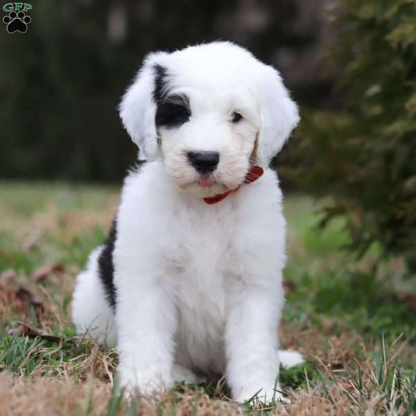 Mateo, Sheepadoodle Puppy