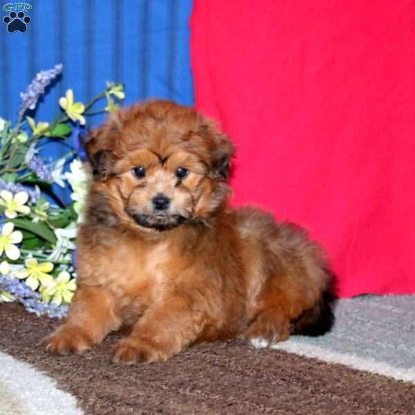 Matthew, Pomapoo Puppy