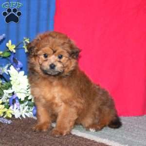 Matthew, Pomapoo Puppy