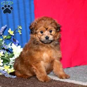 Matthew, Pomapoo Puppy