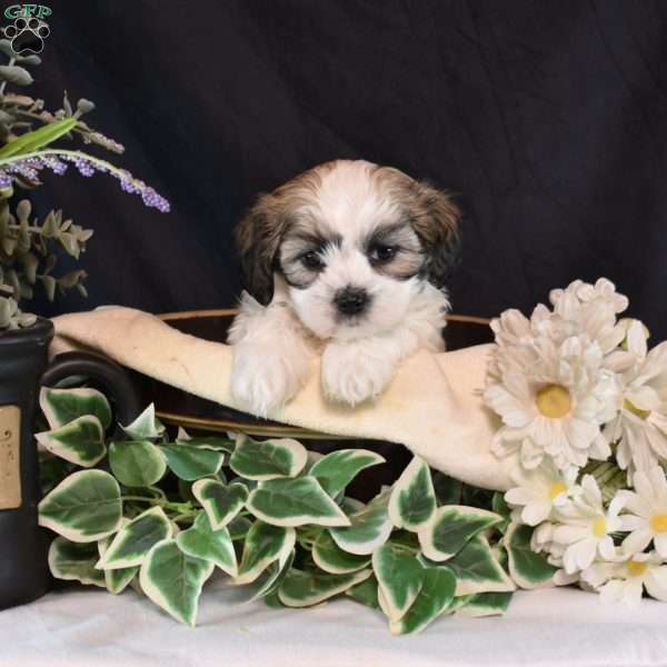 Maureen, Mal-Shi Puppy