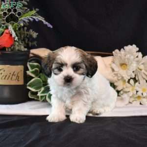 Maureen, Mal-Shi Puppy