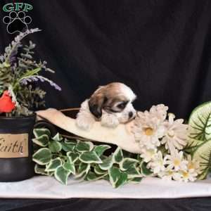 Maureen, Mal-Shi Puppy