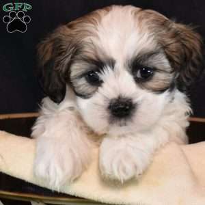 Maureen, Mal-Shi Puppy