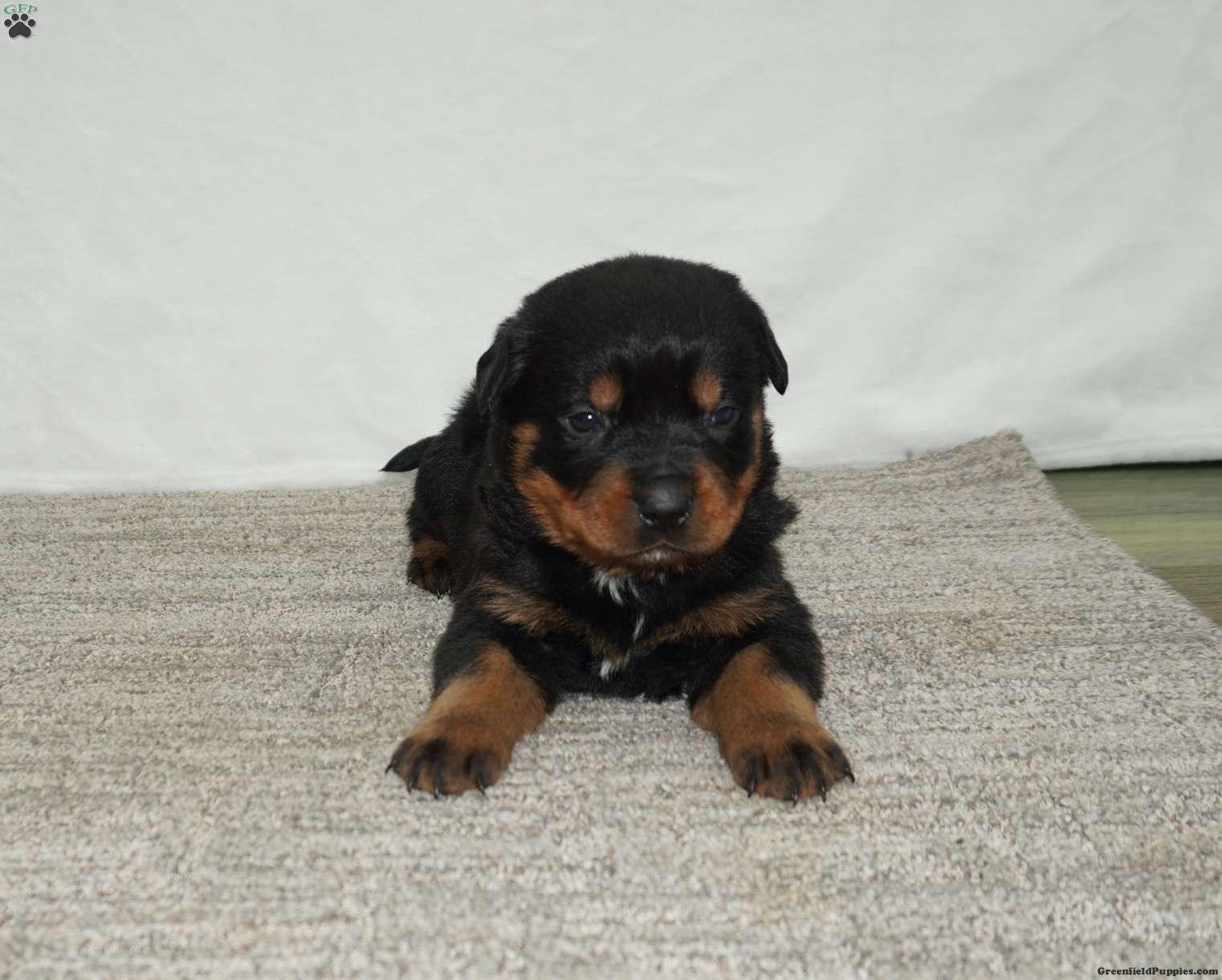 Max The Rottweiler Max - Rottweiler Puppy For Sale in Ohio
