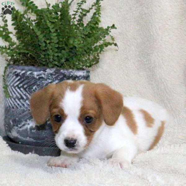 Max, Jack Russell Mix Puppy