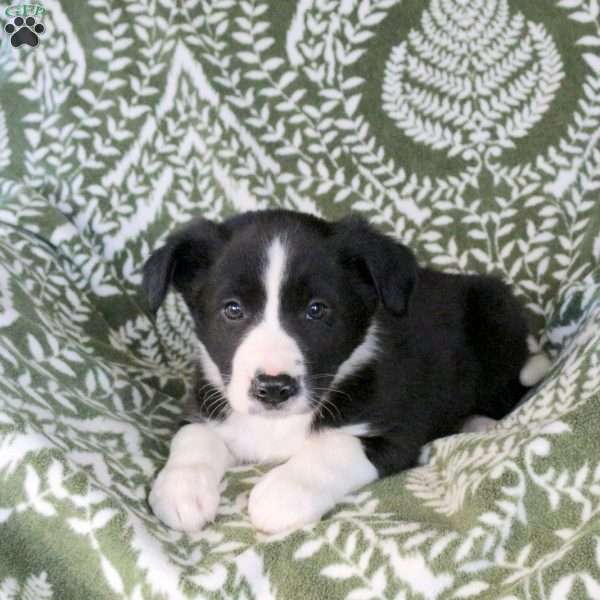 Max, Border Collie Puppy