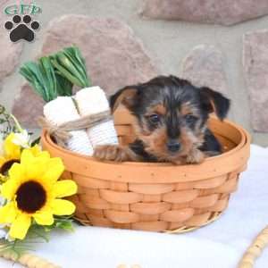 Max, Yorkie Puppy
