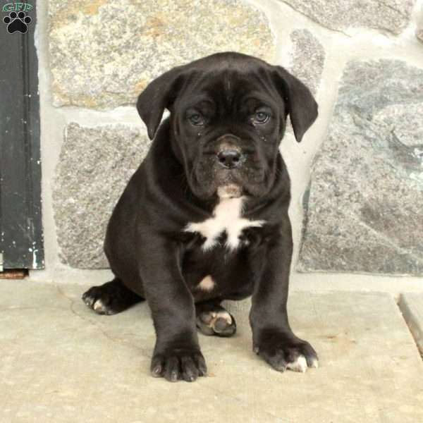 Max, Cane Corso Puppy