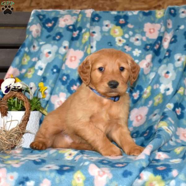 Max, Golden Retriever Puppy